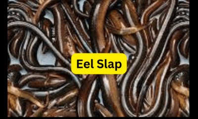 eel slap